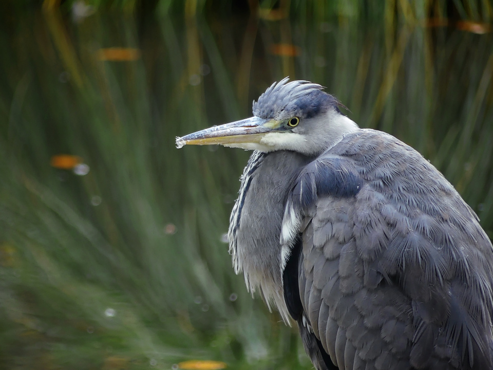 Grey heron