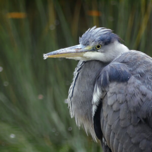 Grey heron