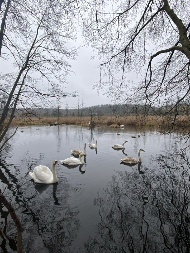 Swan lake