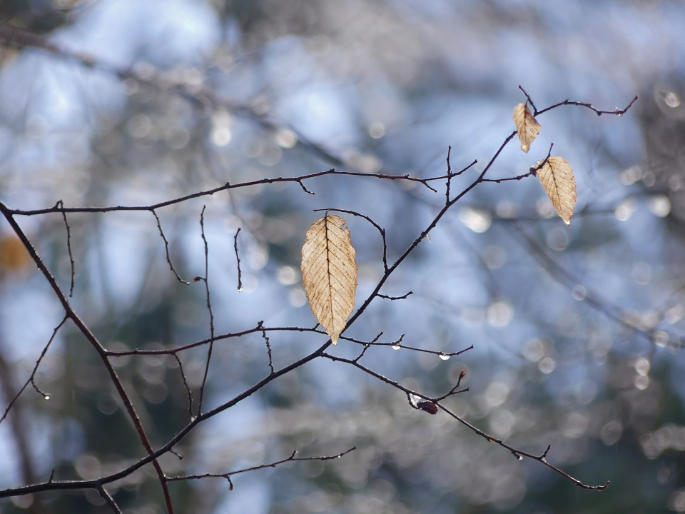 Winter vibes