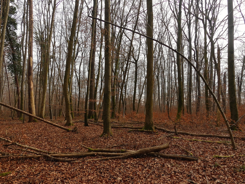 Walk in the forest