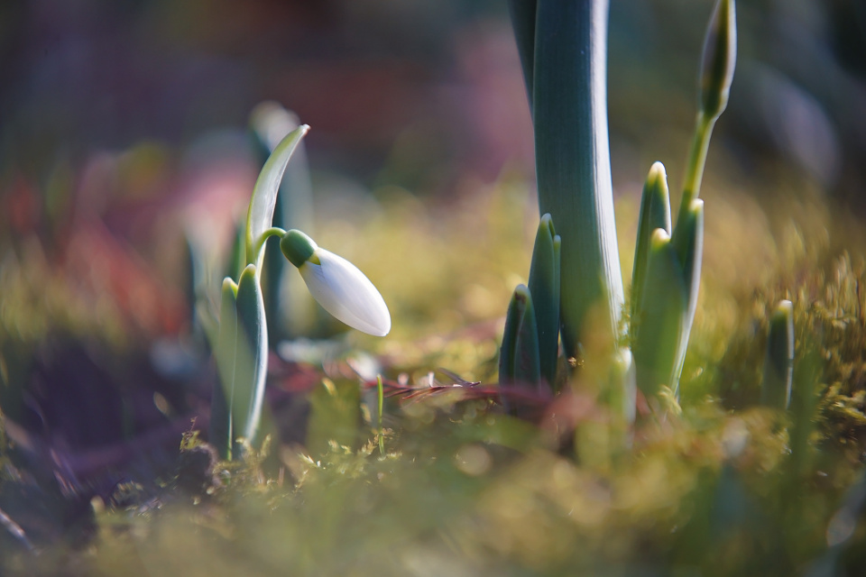 First snowdrops
