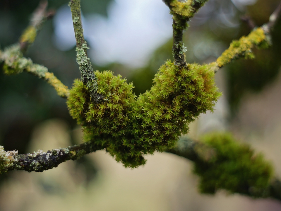 Heart in nature
