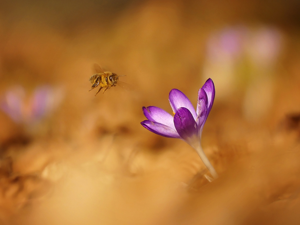 Hello spring!