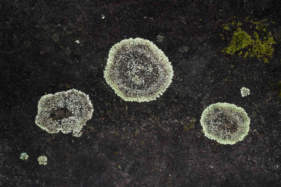 Pioneering life forms