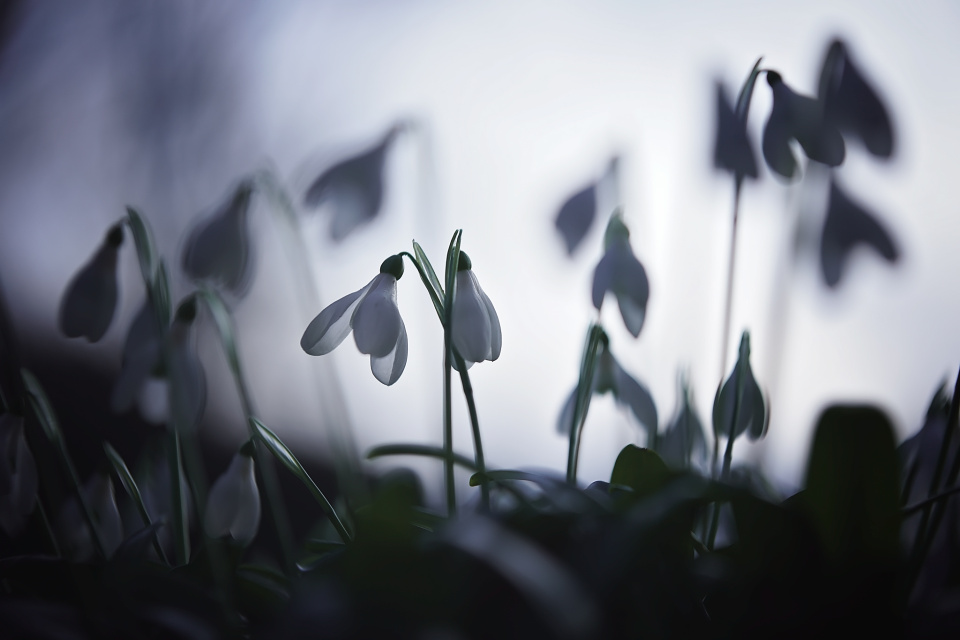 Snowdrops everywhere
