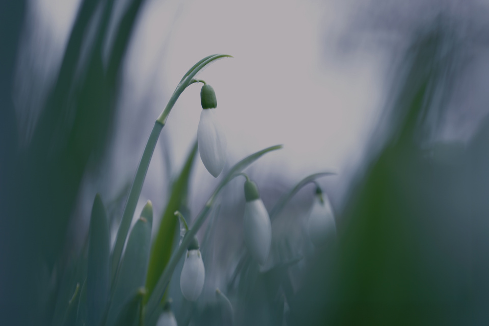 More snowdrops