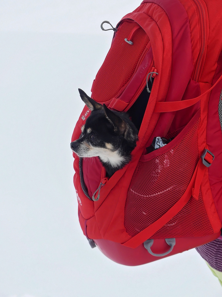 Hiking with a dog