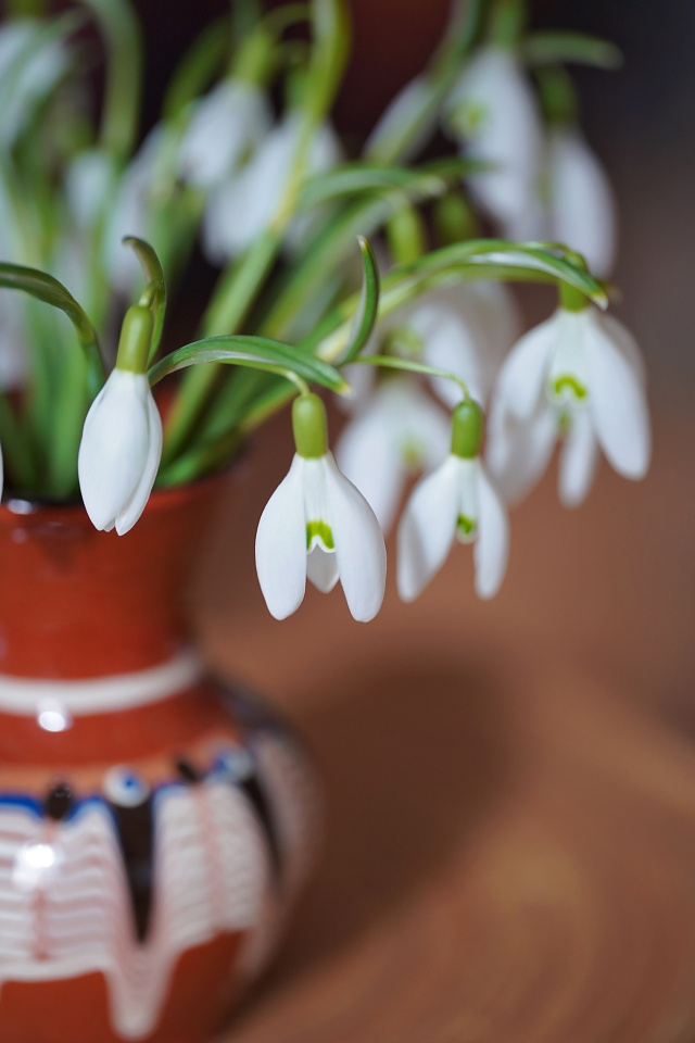 Spring at home