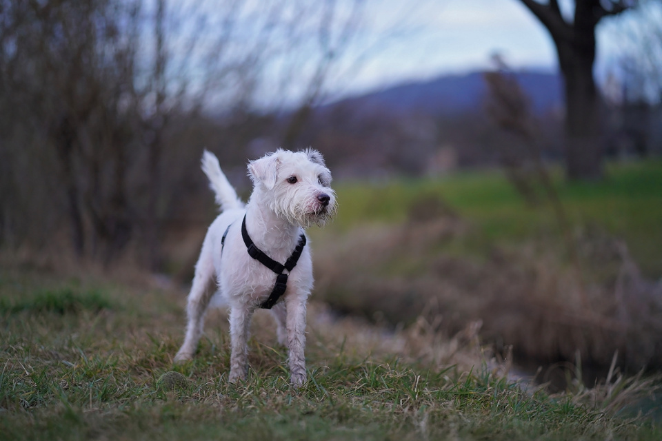 Evening walk with Happy