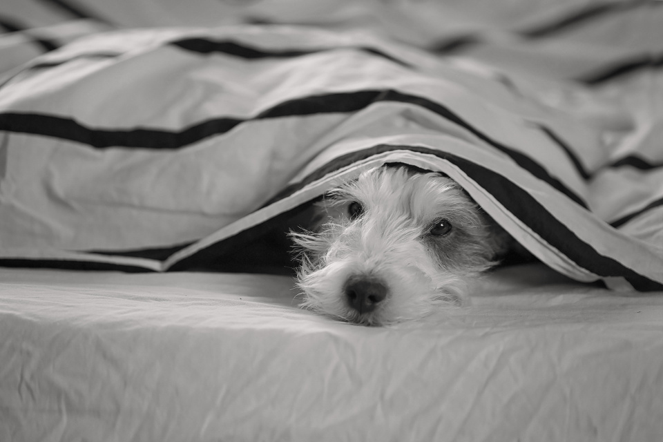 Not a morning dog