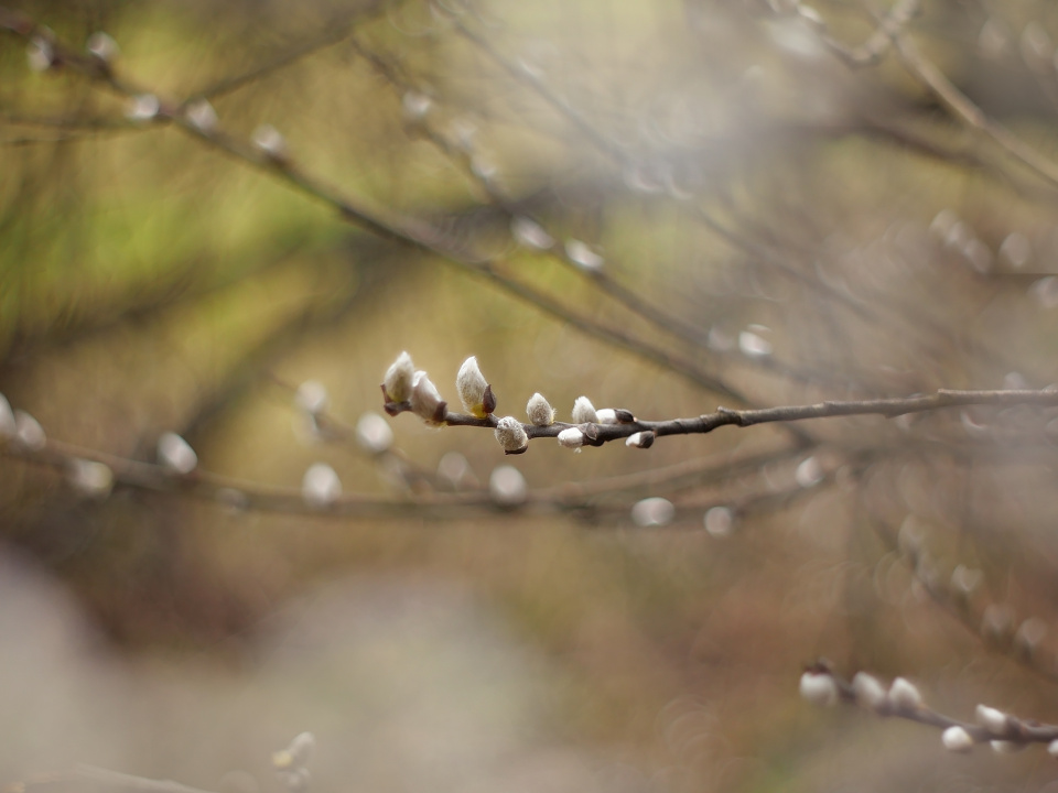 Catkins