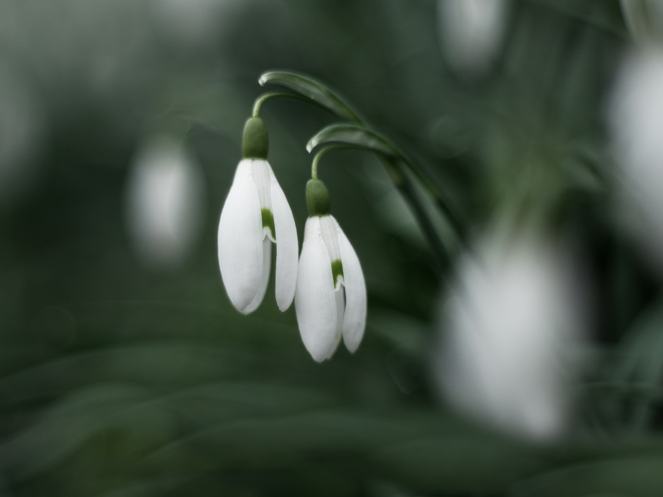 Snowdrop season