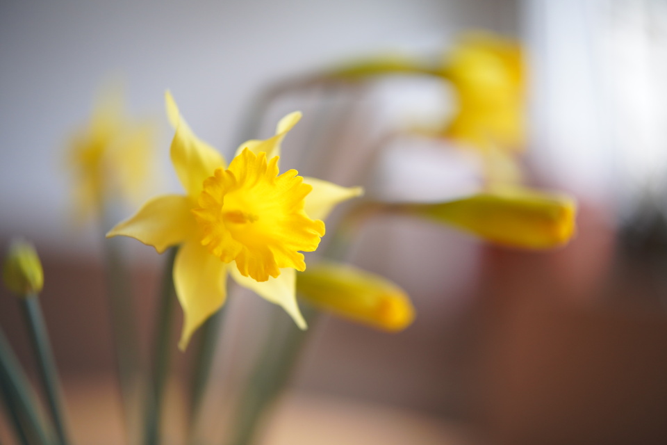First daffodils