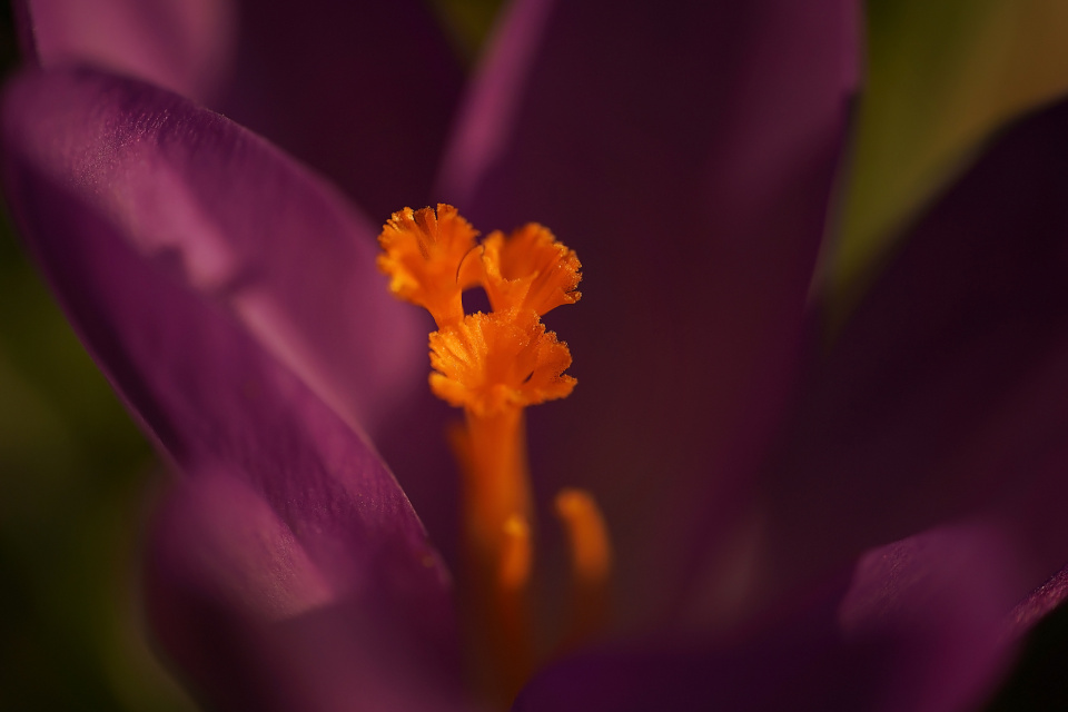 Crocuses