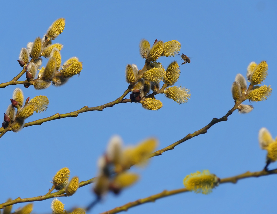 Yellow catkins