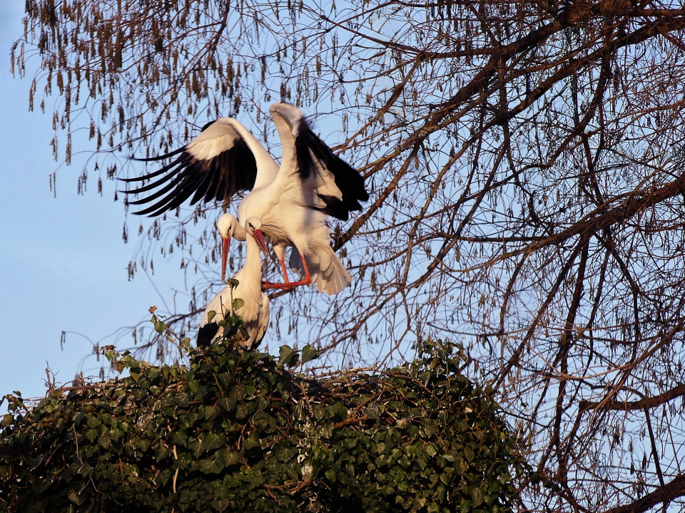 Storks are back!
