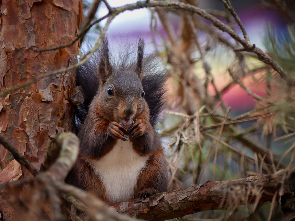 A cute squirrel