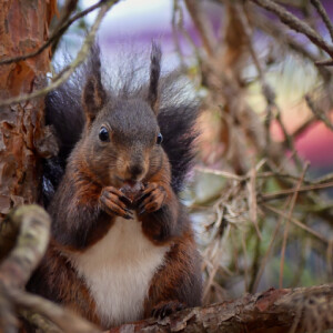 A cute squirrel