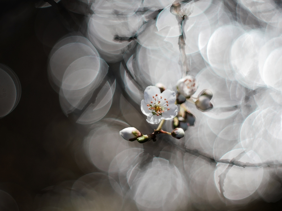 Blossom