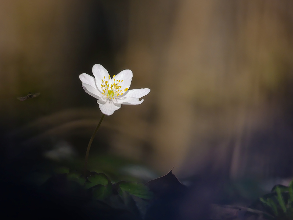 Spring in the forest