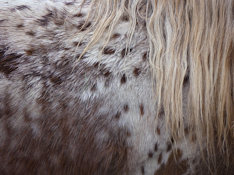 Pony