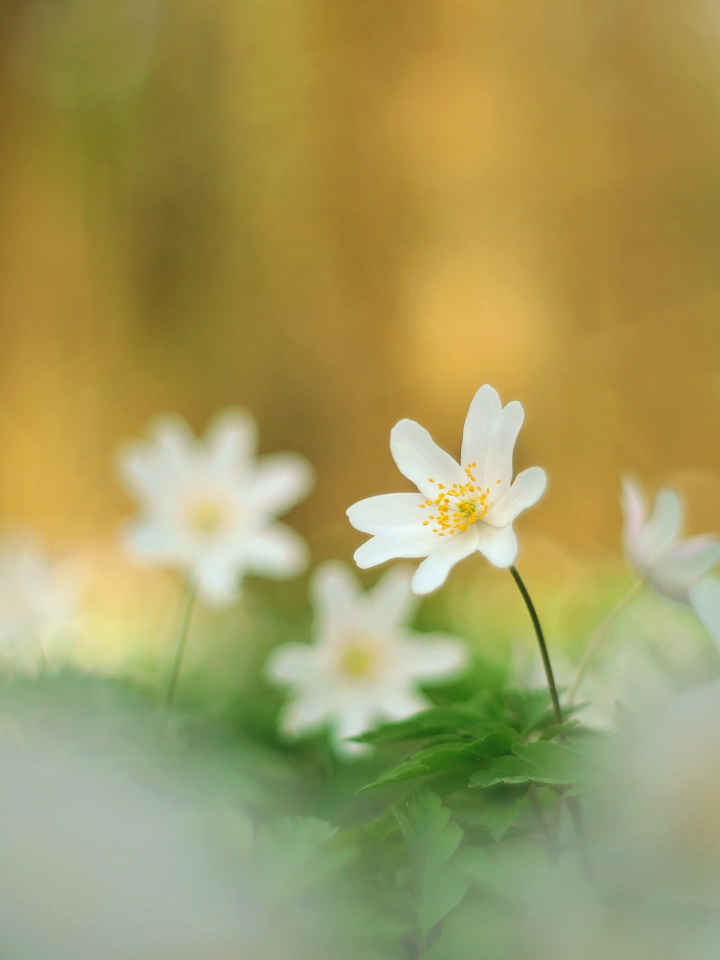 Forest flowers