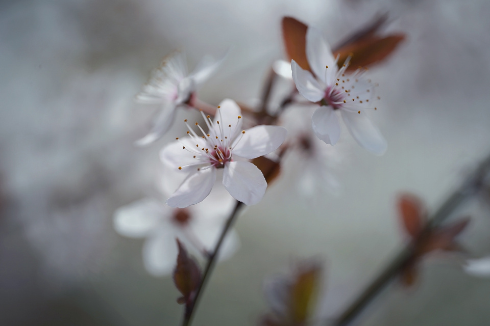 More blossoms