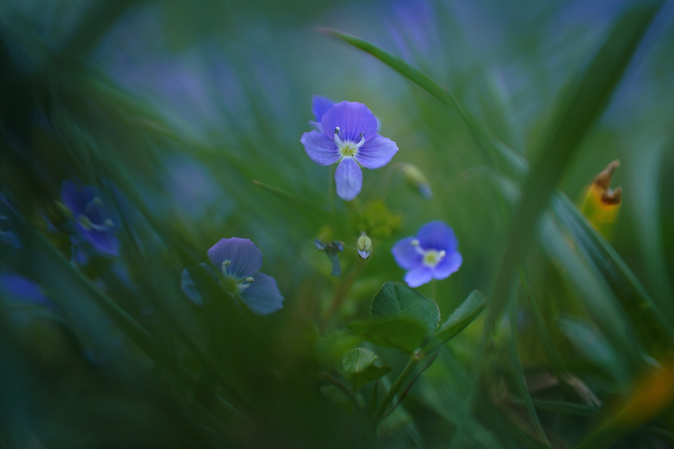 Tiny blue flowers