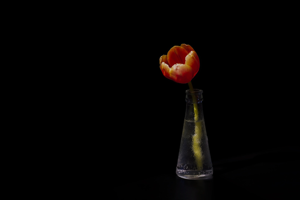 Tulip