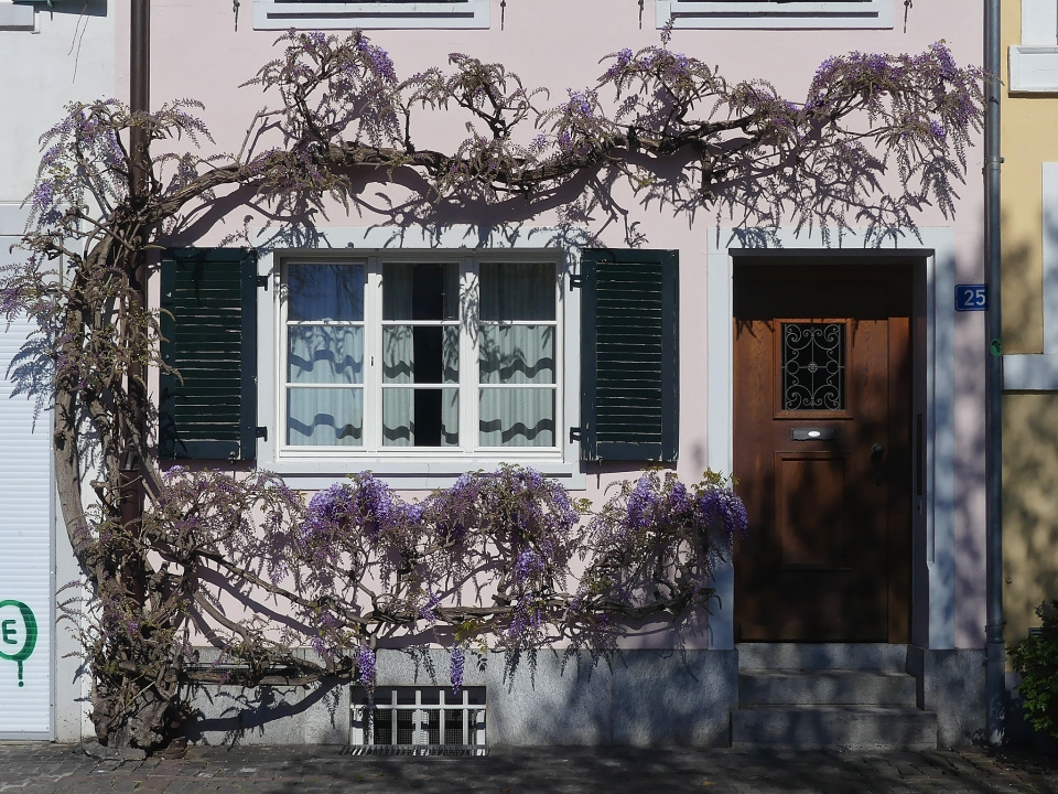 First wisteria flowers