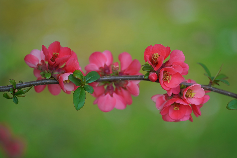 Spring flowers