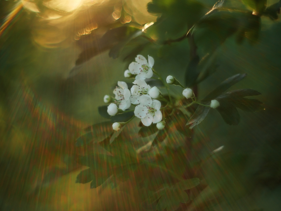 Evening light