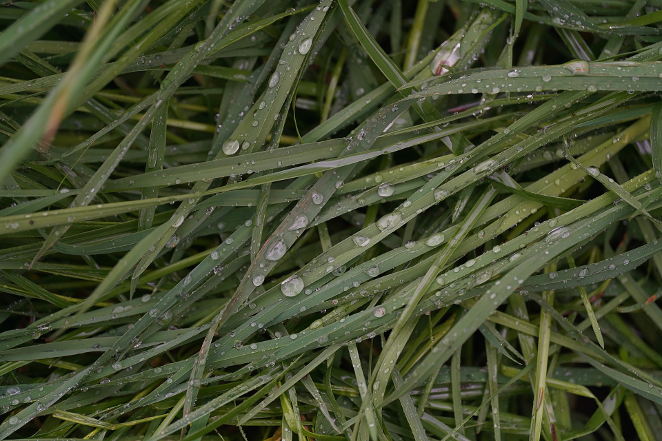 Rainy day