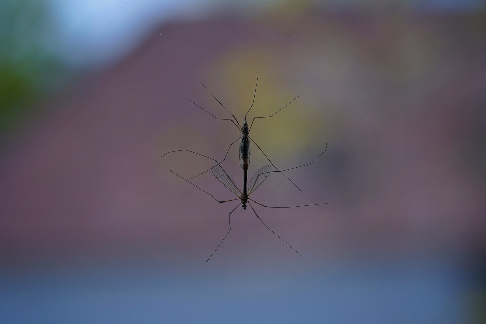 Mating time