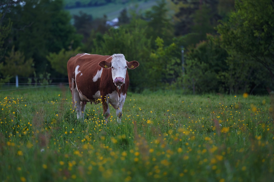 A cow in a buttercup field