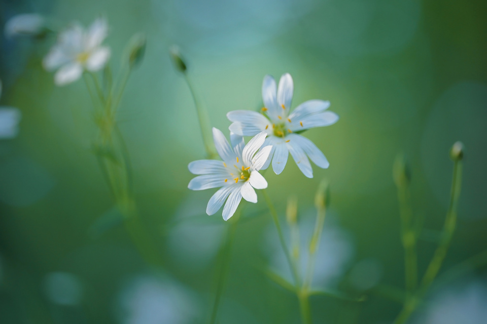 Some flowers