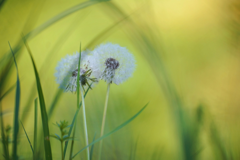 Dandelions