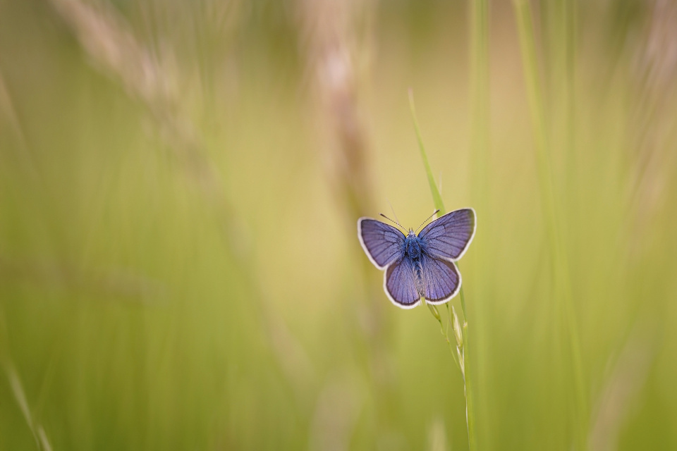 First butterfly!