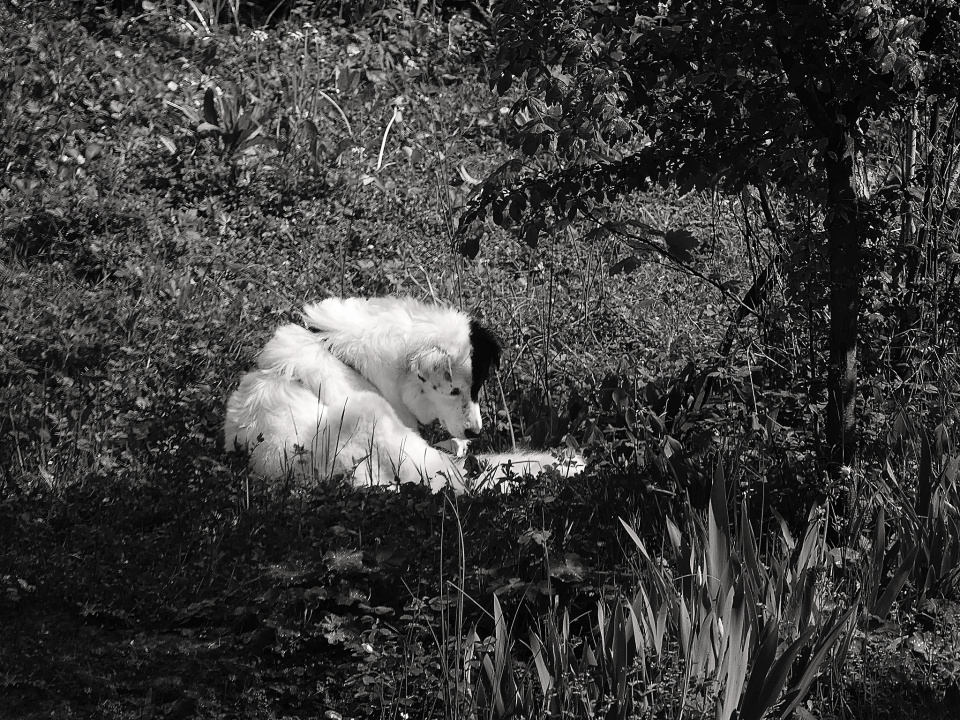 Resting