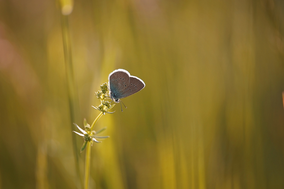 Common blue