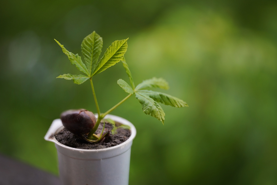 Chestnut seedling