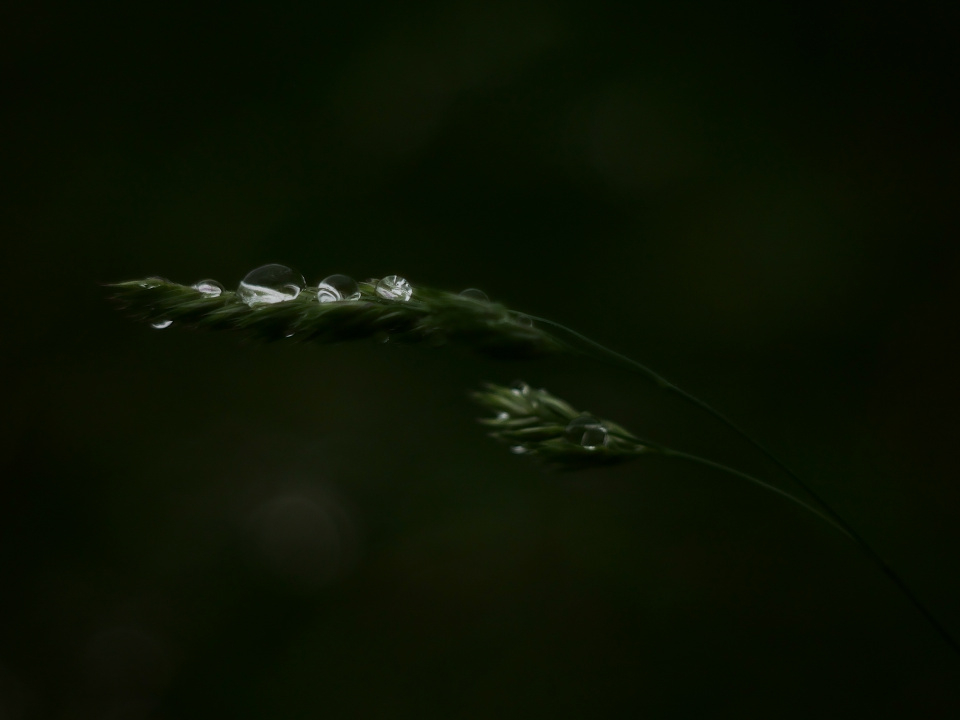 Kissed by the rain