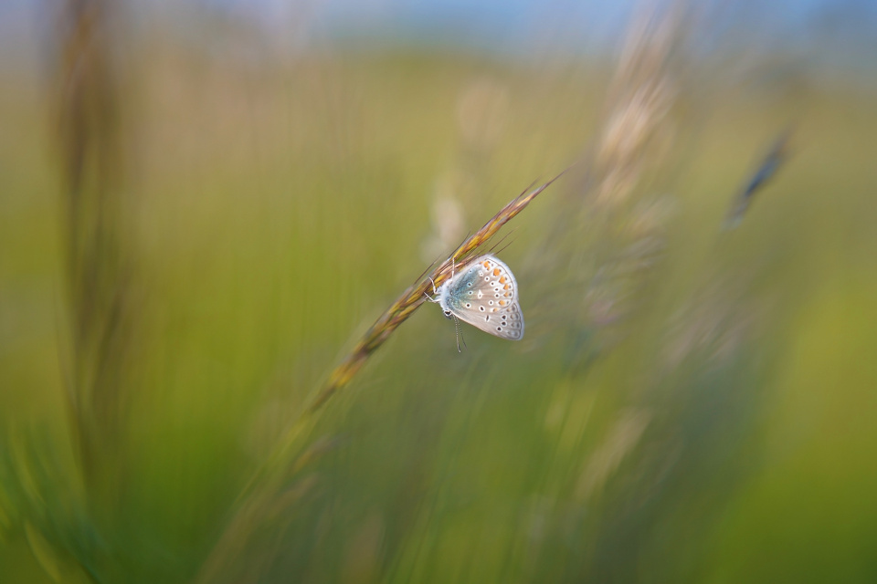 Swinging in the wind