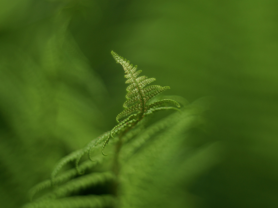 Green - the colour of spring