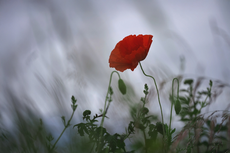 A single poppy