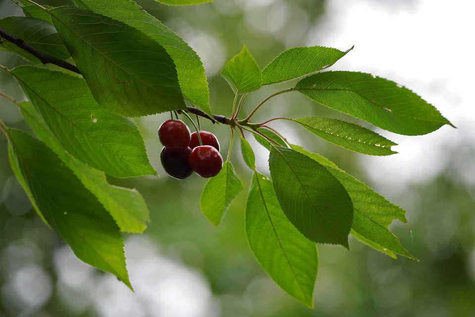 Cherries!