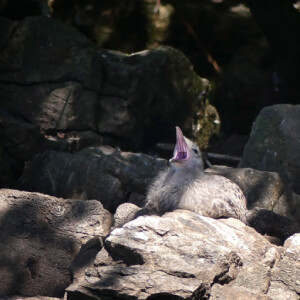 Seagull chick