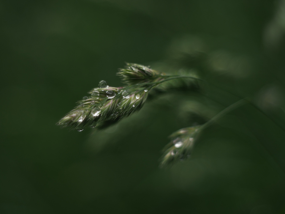 Another wet day