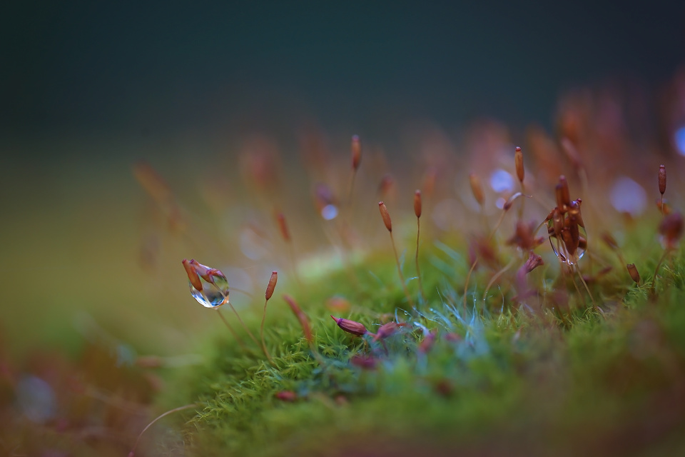 After the rain